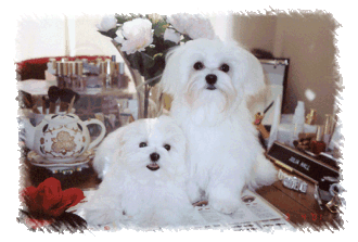 Custom dog hot sale diapers